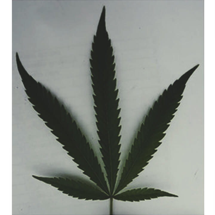 Las investigaciones muestran que las hojas pueden informarnos sobre los compuestos químicos del cannabis