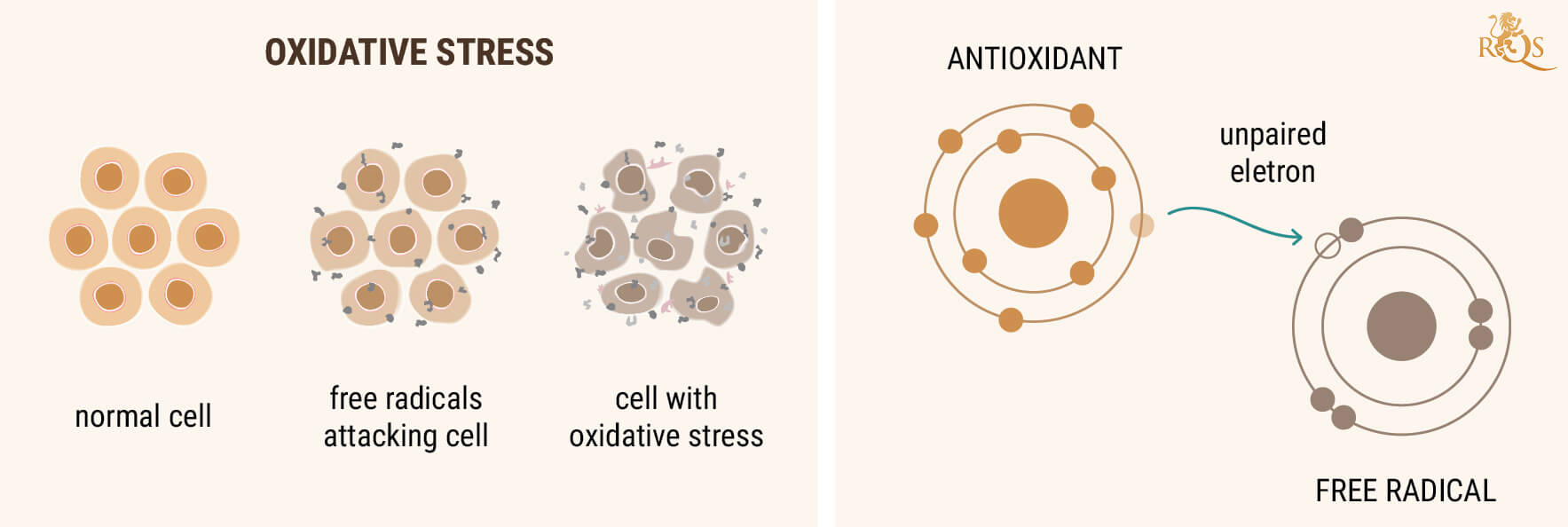 CBD-OLJA SOM EN ANTIOXIDANT