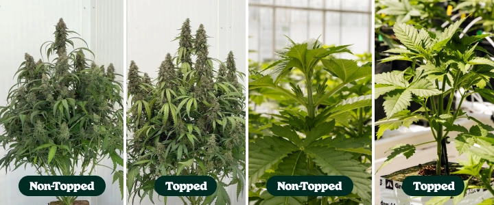 Toppningsförsök med F1-autoflowers: toppade vs. otoppade plantor Jämförelse sida vid sida av toppade och otoppade autoblommande F1-cannabisplantor, som visar skillnader i förgrening och bladverkets struktur under tillväxt och blomning.