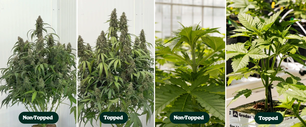Toppningsförsök med F1-autoflowers: toppade vs. otoppade plantor Jämförelse sida vid sida av toppade och otoppade autoblommande F1-cannabisplantor, som visar skillnader i förgrening och bladverkets struktur under tillväxt och blomning.