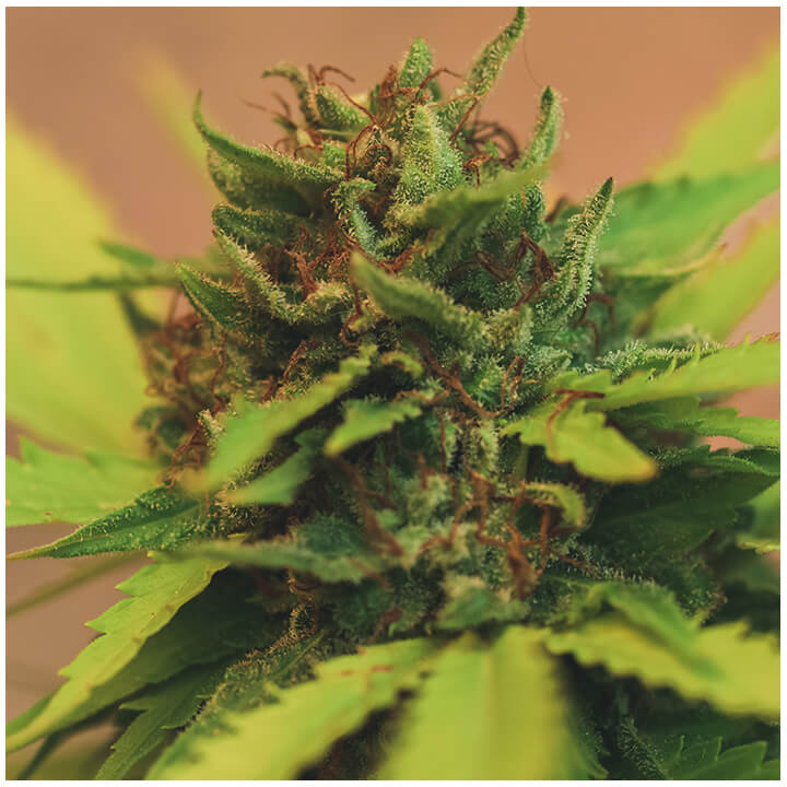 Cannabis-Bud-Ready-for-Harvest