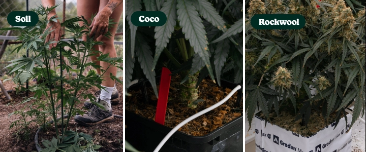 Odlingsmedier för F1-hybrider: jord vs kokos vs stenull Jämförelse av F1-hybridplantor av cannabis odlade i jord, kokosfiber och stenull, som visar olika odlingsmedier och plantornas utveckling.
