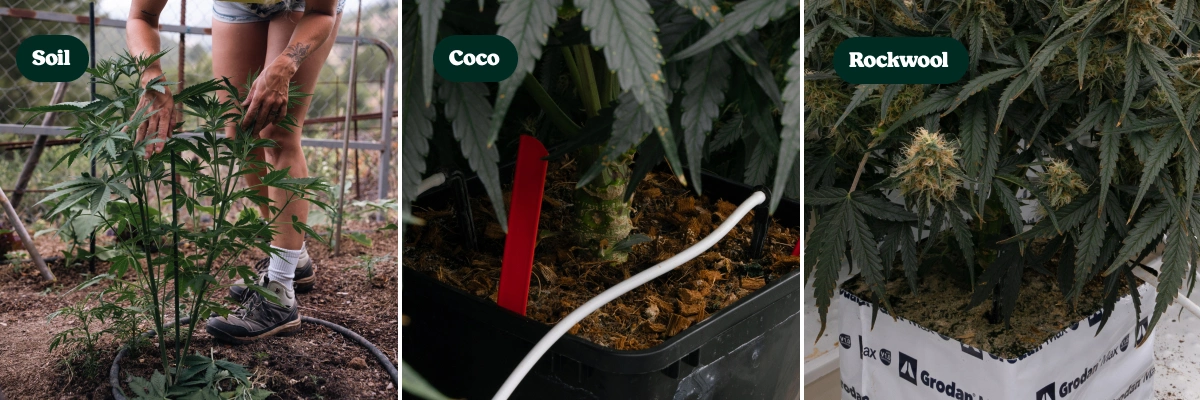 Odlingsmedier för F1-hybrider: jord vs kokos vs stenull Jämförelse av F1-hybridplantor av cannabis odlade i jord, kokosfiber och stenull, som visar olika odlingsmedier och plantornas utveckling.