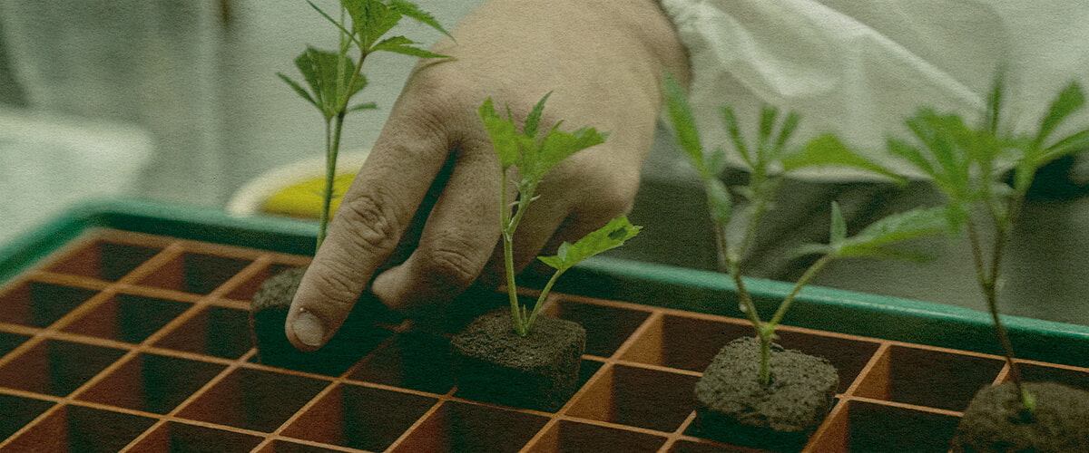 Tidbesparande Cannabis Kloning: Jordbricka Bild Hand som planterar cannabis kloner i en jordbricka för effektiv tillväxt, visar tidbesparande kloningsmetoder på en grön bricka, perfekt för cannabisodlingsguider.