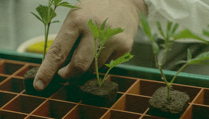 Tidbesparande Cannabis Kloning: Jordbricka Bild Hand planting cannabis clones in a tray with soil cubes, showcasing the efficiency of cloning for cannabis growth on a green tray, ideal for cultivation guides.
