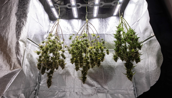 Cosmos F1 cannabisplantor som torkar hela i odlingsboxen efter skörd, med mogna hartsrika grenar som hänger i mörker före trimning, curing och de slutliga skörderesultaten.