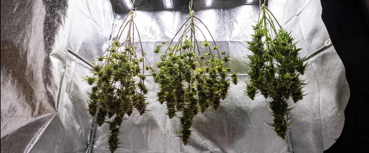 Cosmos F1 cannabisplantor som torkar hela i odlingsboxen efter skörd, med mogna hartsrika grenar som hänger i mörker före trimning, curing och de slutliga skörderesultaten.
