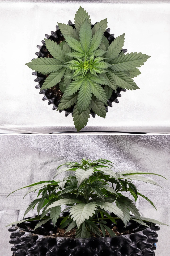 Cosmos F1 cannabisplanta under vecka 2 av vegetationen, med tidig buskig tillväxt, frisk förgrening och breda gröna blad mellan groddag 12 och 19.