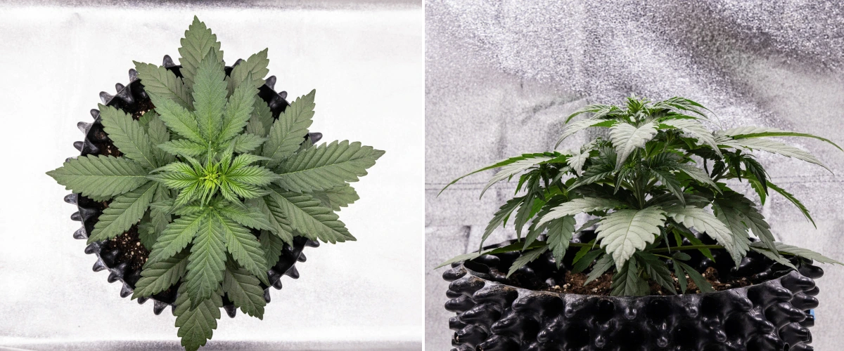 Cosmos F1 cannabisplanta under vecka 2 av vegetationen, med tidig buskig tillväxt, frisk förgrening och breda gröna blad mellan groddag 12 och 19.