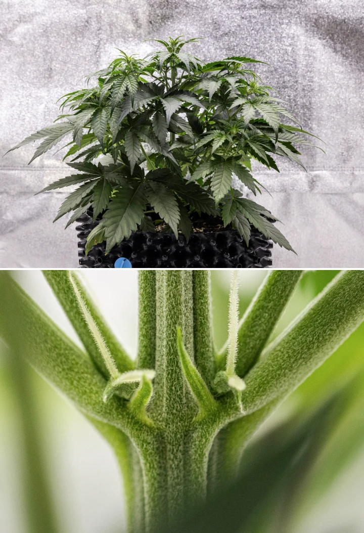 Cosmos F1 cannabisplanta under vecka 3, med sativainfluerad förgrening, tätt grönt bladverk och de första vita pistillerna när blomningen börjar mellan groddag 19 och 26.