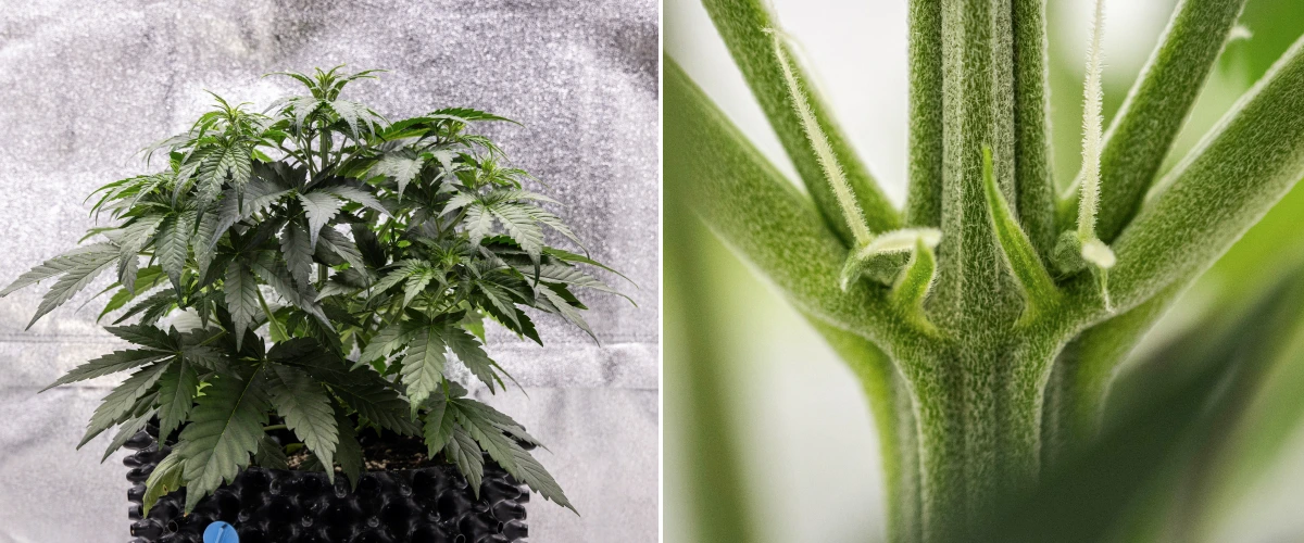Cosmos F1 cannabisplanta under vecka 3, med sativainfluerad förgrening, tätt grönt bladverk och de första vita pistillerna när blomningen börjar mellan groddag 19 och 26.