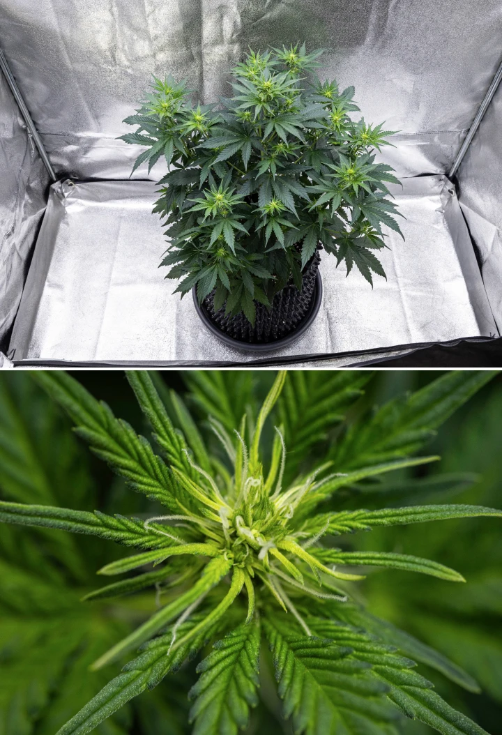 Cosmos F1 cannabisplanta under vecka 1 av blomningen, med stark vertikal tillväxt, julgranslik struktur, friska mörkgröna blad och utvecklande blomklasar mellan groddag 26 och 33.