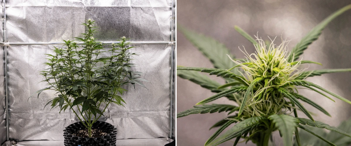 Cosmos F1 cannabisplanta under vecka 2 av blomningen, med tidig knoppbildning, friskt grönt bladverk, vertikal grenstruktur och utvecklande vita pistiller mellan groddag 33 och 40.