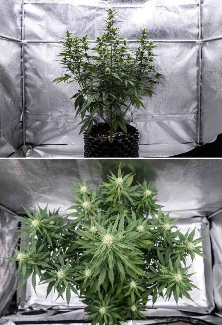 Cosmos F1 cannabisplanta under vecka 3 av blomningen, med en dominerande central cola, väl fördelade sidogrenar, friskt mörkgrönt bladverk och utvecklande blomplatser mellan groddag 40 och 47.