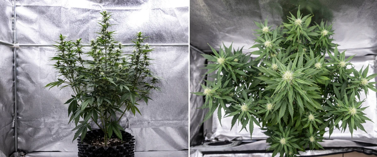 Cosmos F1 cannabisplanta under vecka 3 av blomningen, med en dominerande central cola, väl fördelade sidogrenar, friskt mörkgrönt bladverk och utvecklande blomplatser mellan groddag 40 och 47.