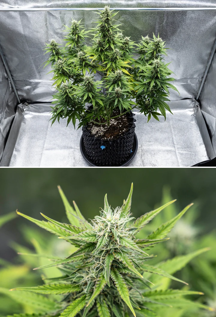 Cosmos F1 cannabisplanta under vecka 4 av blomningen, med täta hartsrika buds, klibbiga blomfoder, mognande colas och viss gulning av de nedre bladen mellan groddag 47 och 54.