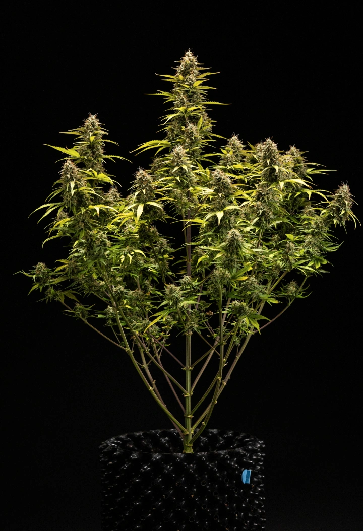 Cosmos F1 cannabisplanta under vecka 6 av blomning och skörd, med mogna trikomklädda colas, svullna blomfoder, gulnande blad och hartsrika buds redo för skörd på groddag 68.
