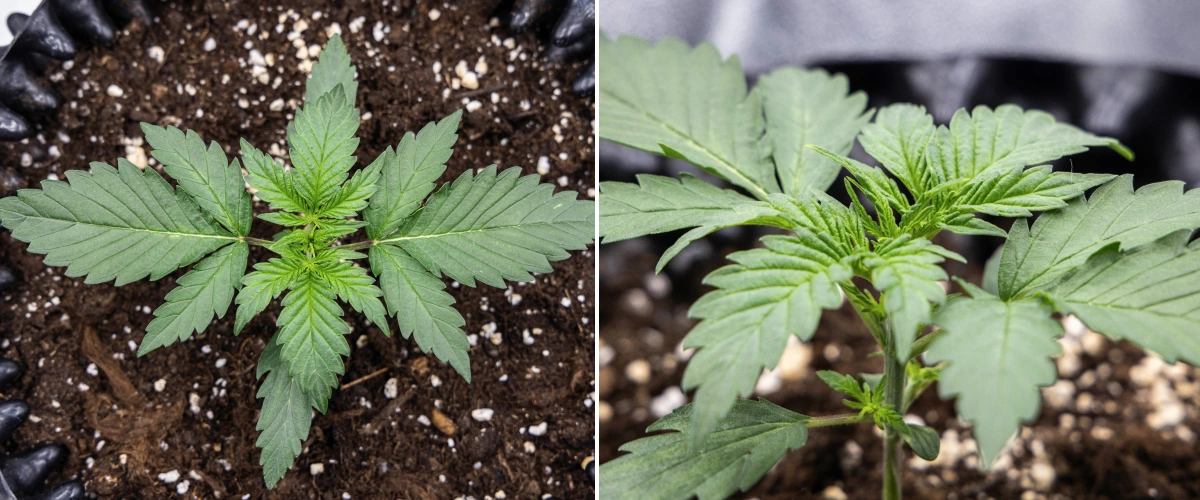 Cosmos F1 cannabisplanta under vecka 1 av vegetationen, med kompakt upprätt tillväxt, jämnt bladavstånd och friskt tidigt bladverk mellan groddag 5 och 12.