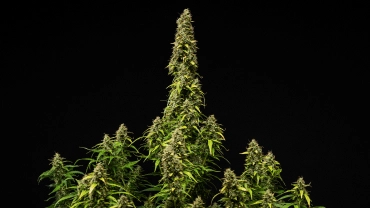 Mogen Wedding Cake Auto cannabisplanta mot en svart bakgrund, med täta hartsrika buds, bleknande blad och en hög central cola under den sista blomningsfasen.