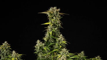Mogen Royal Creamatic-cannabisplanta med täta hartsrika buds, frostiga trikomer och en hög huvudcola mot svart bakgrund.