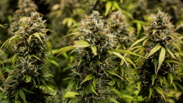 Granddaddy Purple Auto odlingsdagbok: skördeomslag Granddaddy Purple Auto cannabisbuds i närbild, med täta trikomklädda colas, orange pistiller, mogna gröna blommor och frostig kåda före skörd.