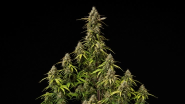 Atlas F1 grow report-omslag: mogna cannabiscolas Mogna Atlas F1 cannabiscolas mot en svart bakgrund, med hartsrika buds, orange pistiller, bleknande blad och skördeklar blomningstillväxt för grow report-omslaget.