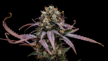 Odlingsrapport för North Thunderfuck Auto: kompakt skördeklar planta North Thunderfuck Auto-cannabisplanta med kompakta skördeklara buds, hartsrika blommor, orange pistiller och grönt bladverk i ett reflekterande odlingstält.