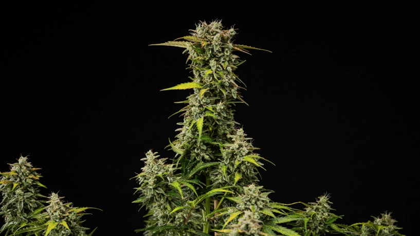 Mogen Royal Creamatic-cannabisplanta med täta hartsrika buds, frostiga trikomer och en hög huvudcola mot svart bakgrund.