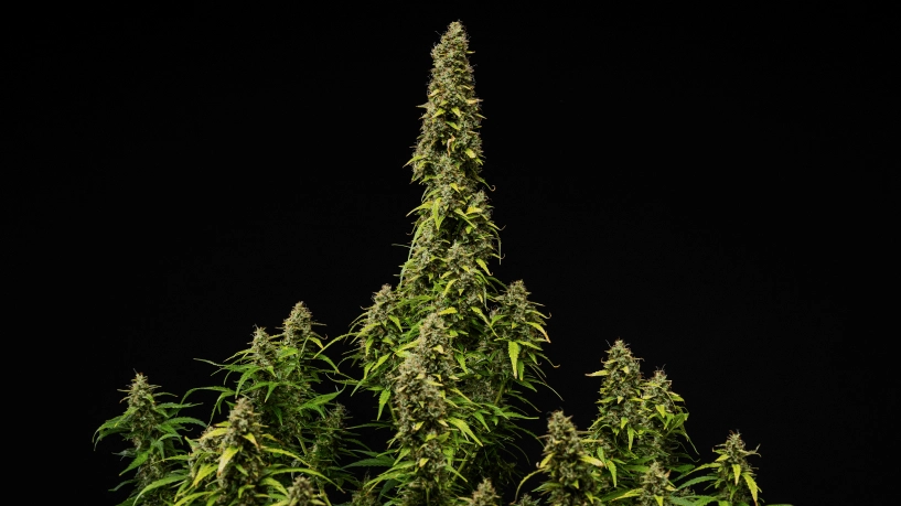 Wedding Cake Auto grow report-omslag: mogen blommande planta Mogen Wedding Cake Auto cannabisplanta mot en svart bakgrund, med täta hartsrika buds, bleknande blad och en hög central cola under den sista blomningsfasen.