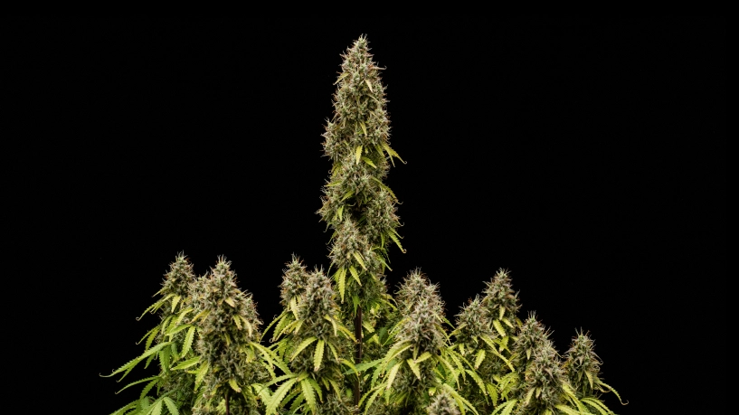 Fullvuxen Pink Mist Auto-cannabisplanta med en hög huvudcola, täta trikomtäckta blommor och flera blommande grenar mot svart bakgrund.