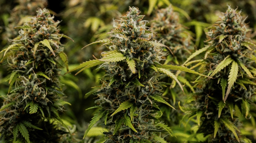 Granddaddy Purple Auto odlingsdagbok: skördeomslag Granddaddy Purple Auto cannabisbuds i närbild, med täta trikomklädda colas, orange pistiller, mogna gröna blommor och frostig kåda före skörd.