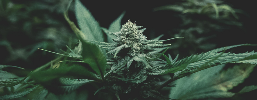 Odla cannabis: Förstå grunderna