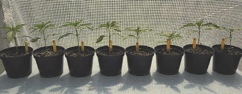 De bästa enkla cannabissorterna för nybörjarodlare De bästa enkla cannabissorterna för nybörjarodlare