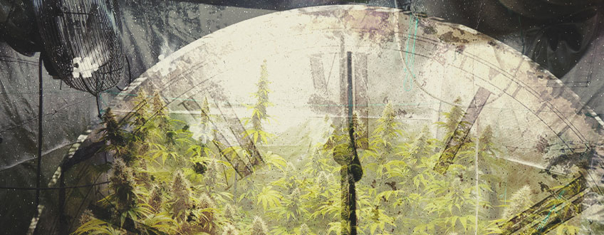 Hur Mycket Tid Krävs Det För Att Odla Cannabis Inomhus?