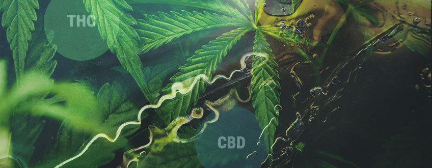 Hur THC och CBD är producerat: förstå cannabinoidernas väg