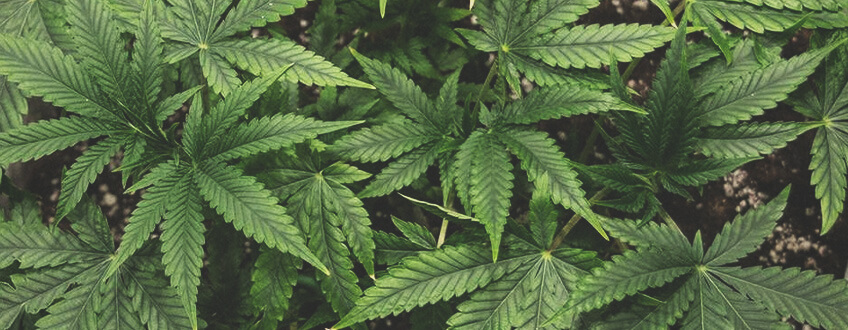 Så Odlar Man Cannabis Under Den Vegetativa Fasen