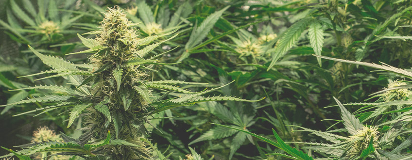 Hur man får de största skördarna med autoblommande cannabis