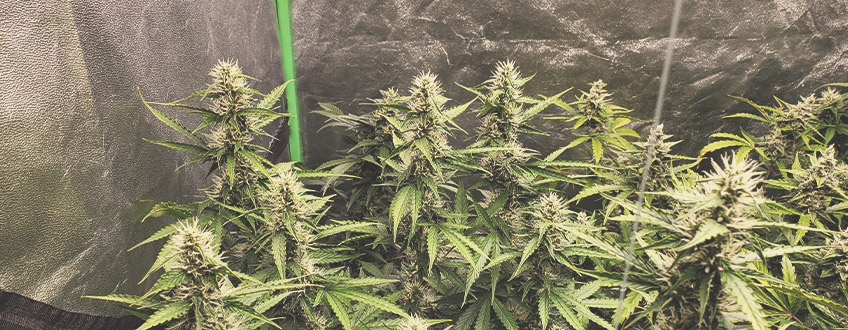 Vad är autoblommande cannabisfrön? Vad är autoblommande cannabisfrön?