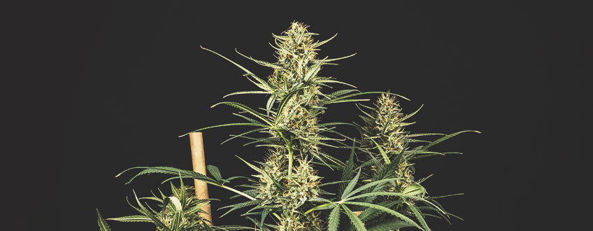 De bäst rabatterade cannabisfröna från Royal Queen Seeds De bäst rabatterade cannabisfröna från Royal Queen Seeds