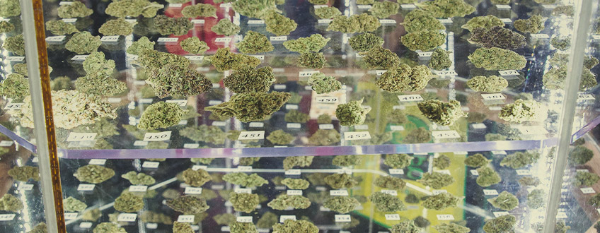 RQS Cannabis Cup-vinnare