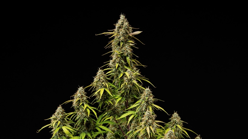 Atlas F1 grow report-omslag: mogna cannabiscolas Mogna Atlas F1 cannabiscolas mot en svart bakgrund, med hartsrika buds, orange pistiller, bleknande blad och skördeklar blomningstillväxt för grow report-omslaget.
