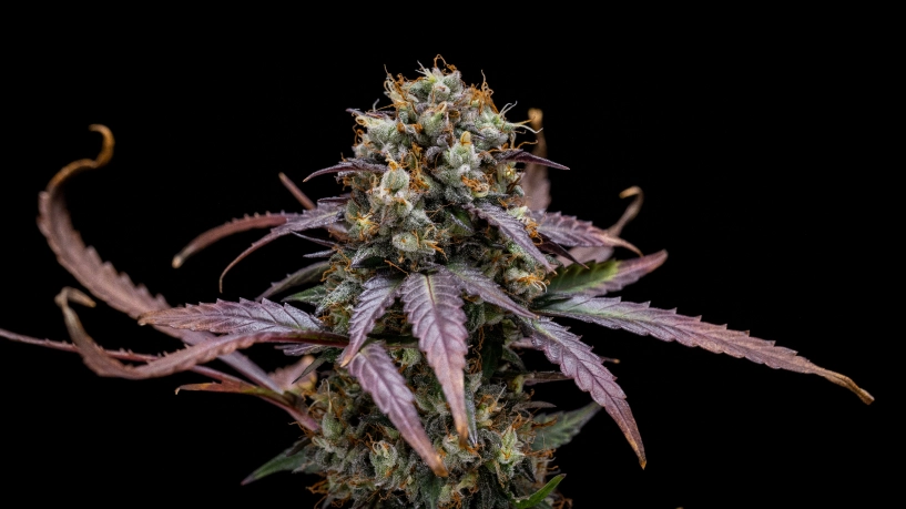 Odlingsrapport för North Thunderfuck Auto: kompakt skördeklar planta North Thunderfuck Auto-cannabisplanta med kompakta skördeklara buds, hartsrika blommor, orange pistiller och grönt bladverk i ett reflekterande odlingstält.