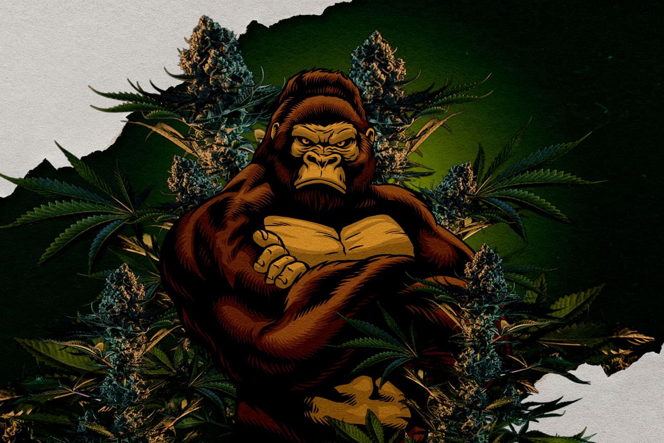 RQS Gorilla Stammar: Vilken Är Starkast? Illustration av en gorilla omgiven av cannabisblommor, representerar RQS Gorilla stammar, fråga om vilken som är starkast.