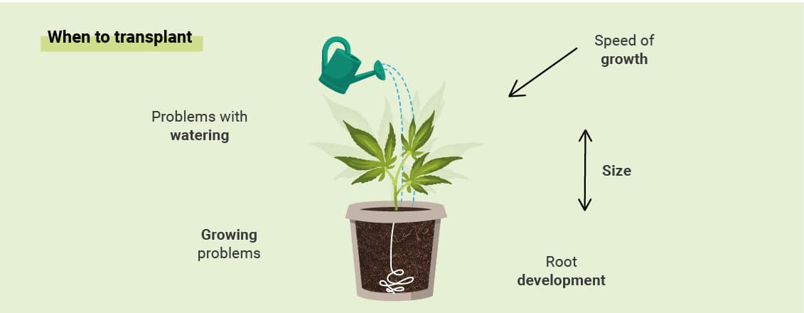 NÄR DU SKA OMPLANTERA DIN CANNABIS