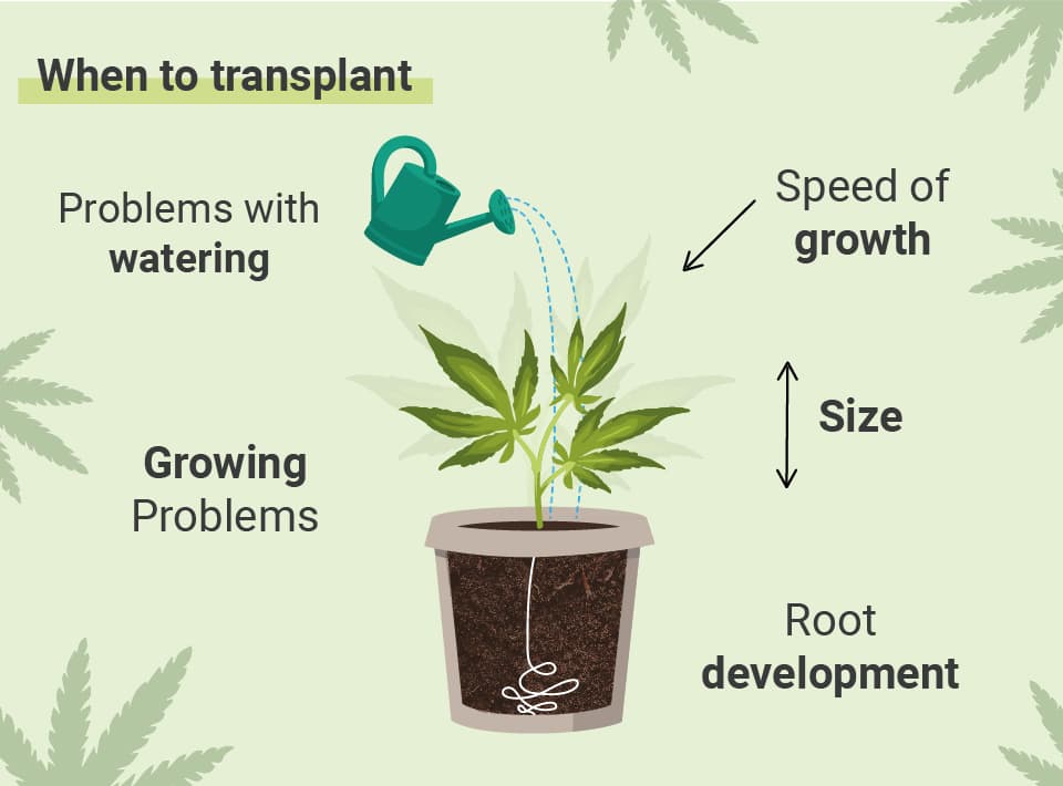 NÄR DU SKA OMPLANTERA DIN CANNABIS