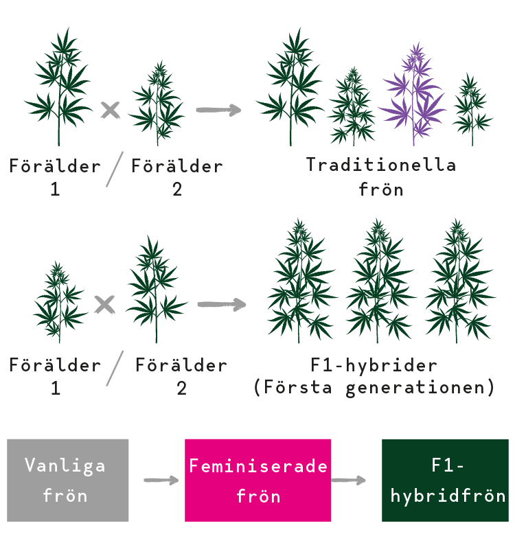 F1 Hybrid cannabisfrön