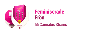 FEMINISERADE CANNABIS FRÖN