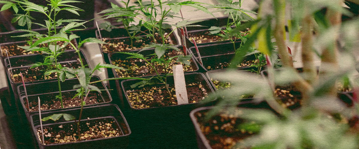 Genotyp vs Fenotyp: Cannabisplantor i Krukor Cannabisplantor i svarta krukor med jord, visar genetiska egenskaper för genotyp vs fenotyp jämförelse, perfekt för cannabisodlingsutbildning.
