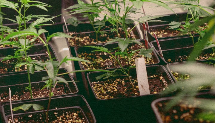 Genotyp vs Fenotyp: Cannabisplantor i Krukor Cannabisplantor i svarta krukor med jord, visar genetiska egenskaper för genotyp vs fenotyp jämförelse, perfekt för cannabisodlingsutbildning.