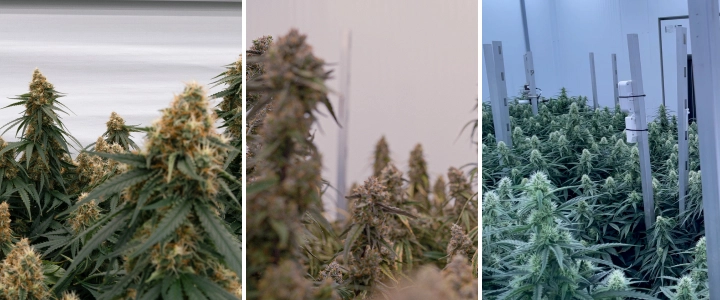 F1-hybridplantor av cannabis: kraftig tillväxt och blomning F1-hybridplantor av cannabis i kontrollerade odlingsrum, med täta hartsrika blommor, kraftig tillväxt och jämnt blommande bladverk.